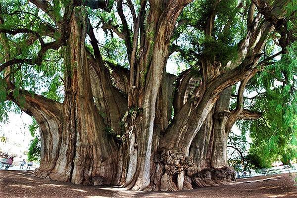 Taxodium mucronatum