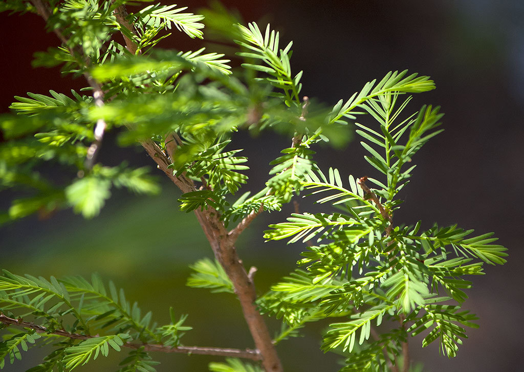 Taxodium mucronatum