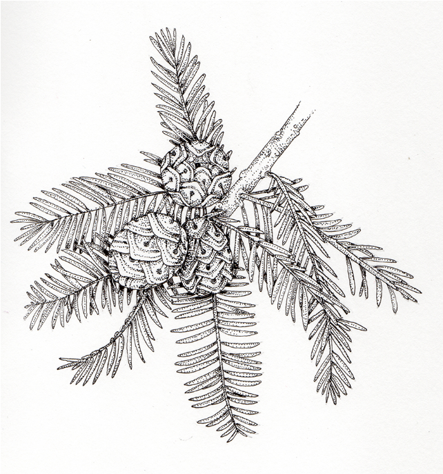 Taxodium mucronatum