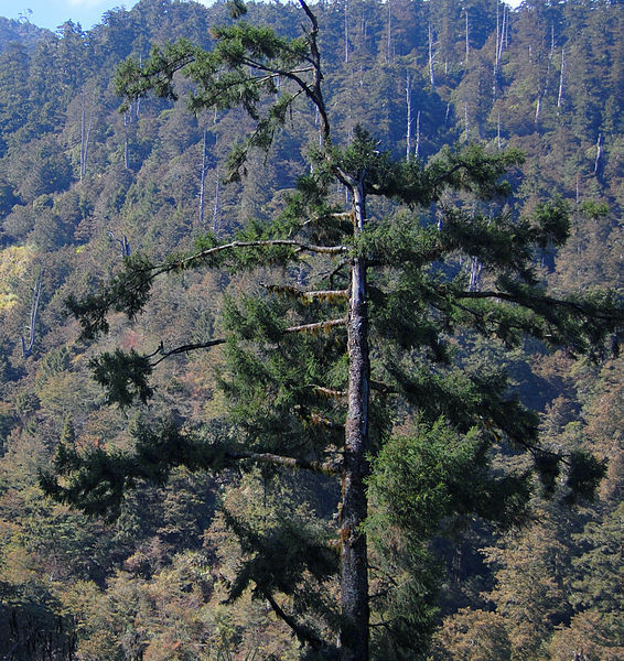 Picea morrisonicola