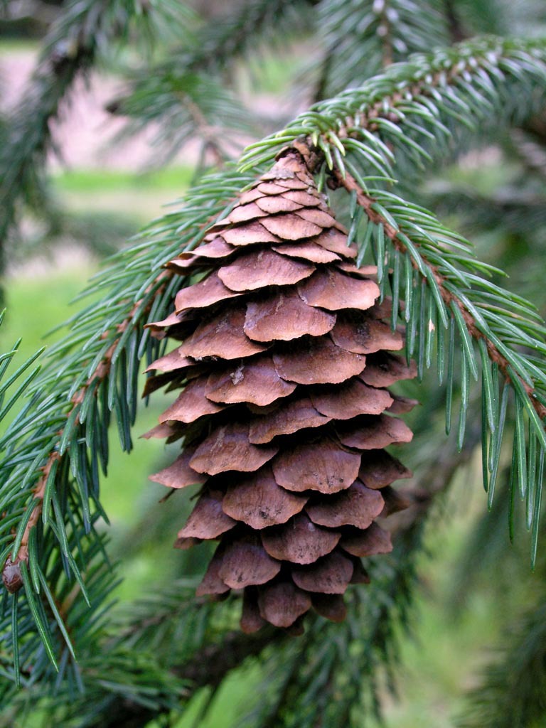 Picea morrisonicola
