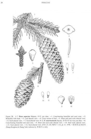 Picea morrisonicola