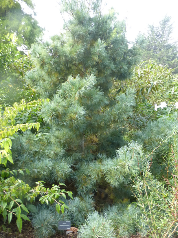 Pinus morrisonicola