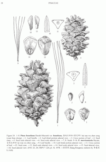 Pinus morrisonicola