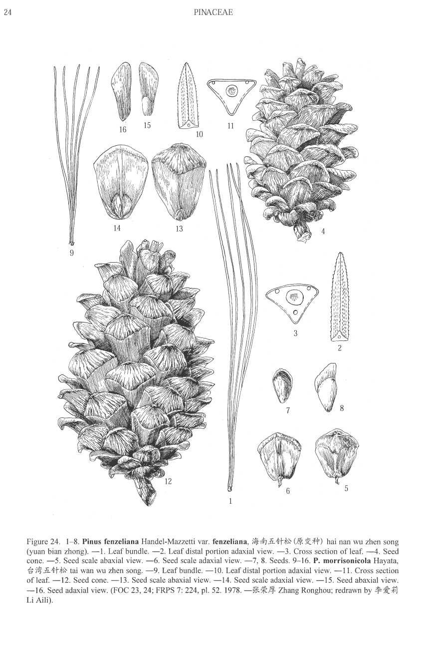 Pinus morrisonicola