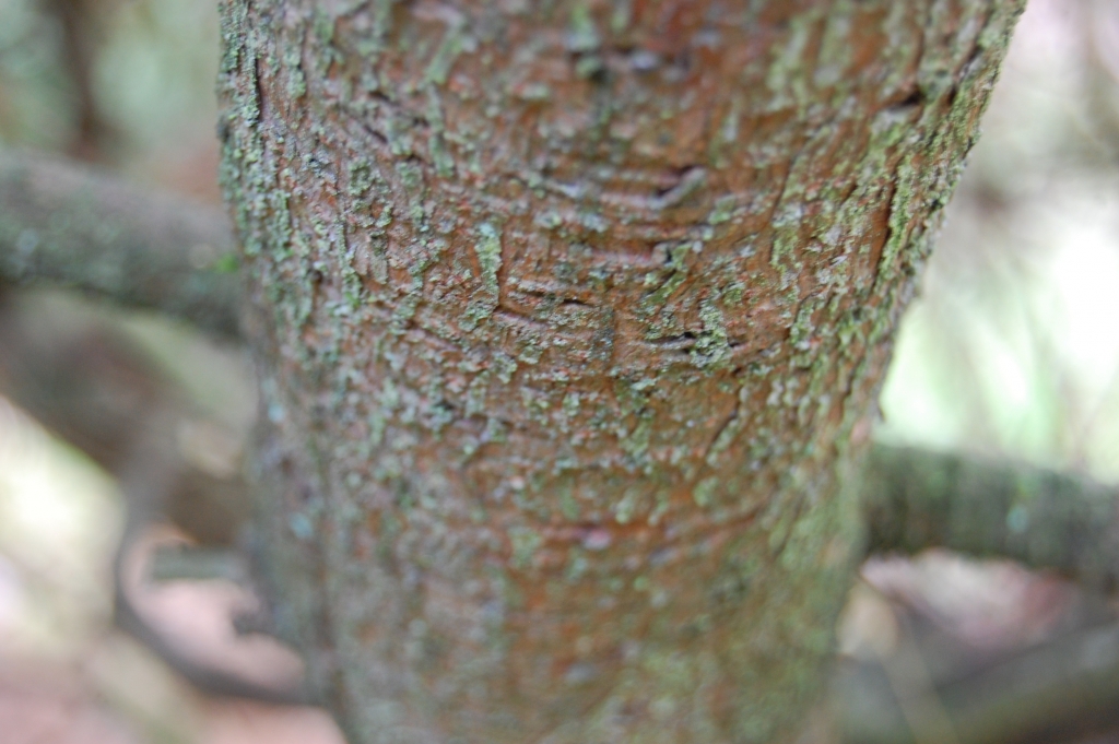 Pinus morrisonicola