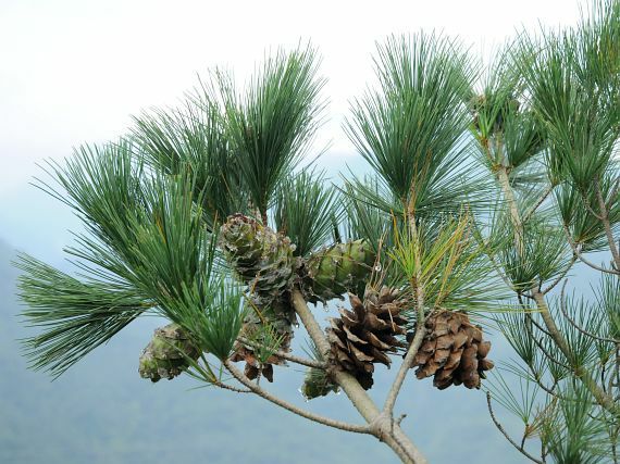Pinus morrisonicola
