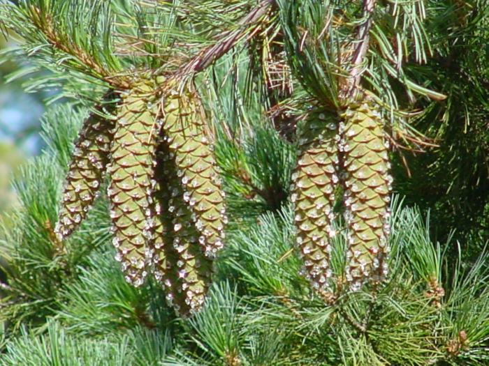 Pinus monticola