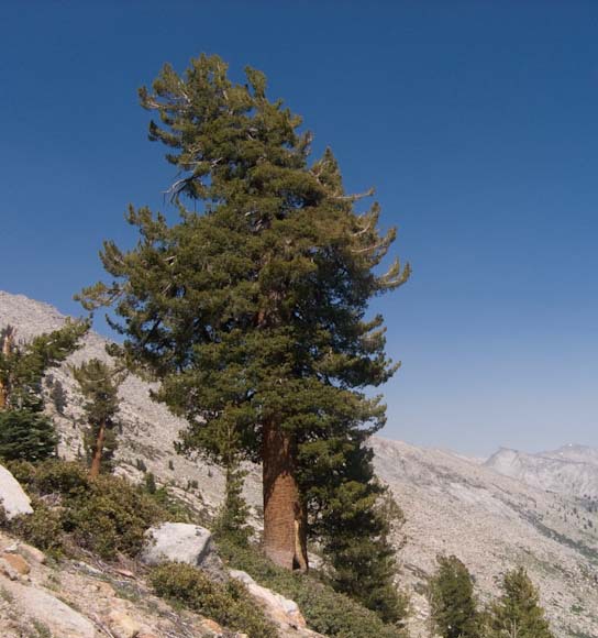 Pinus monticola