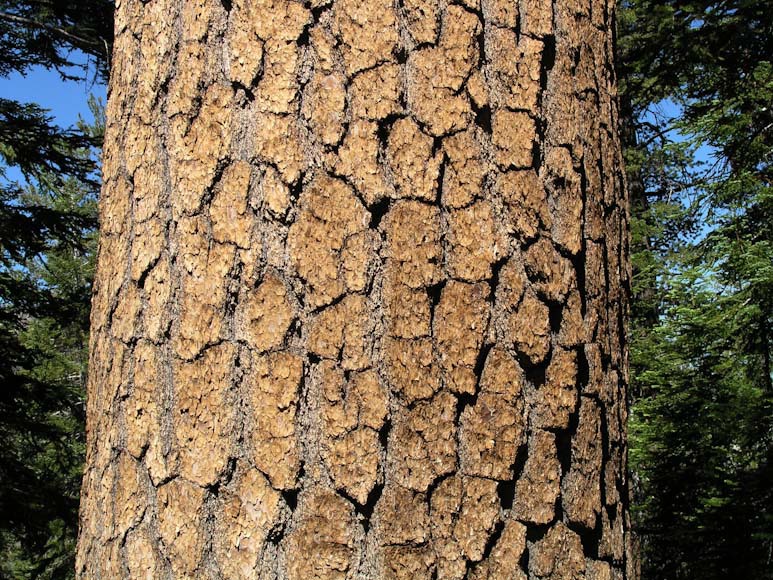 Pinus monticola