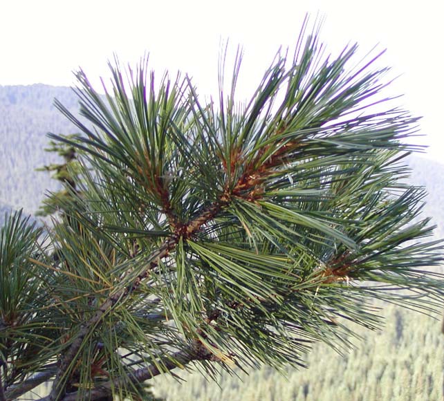 Pinus monticola