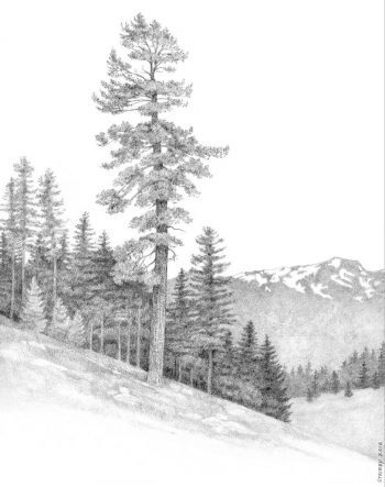 Pinus monticola