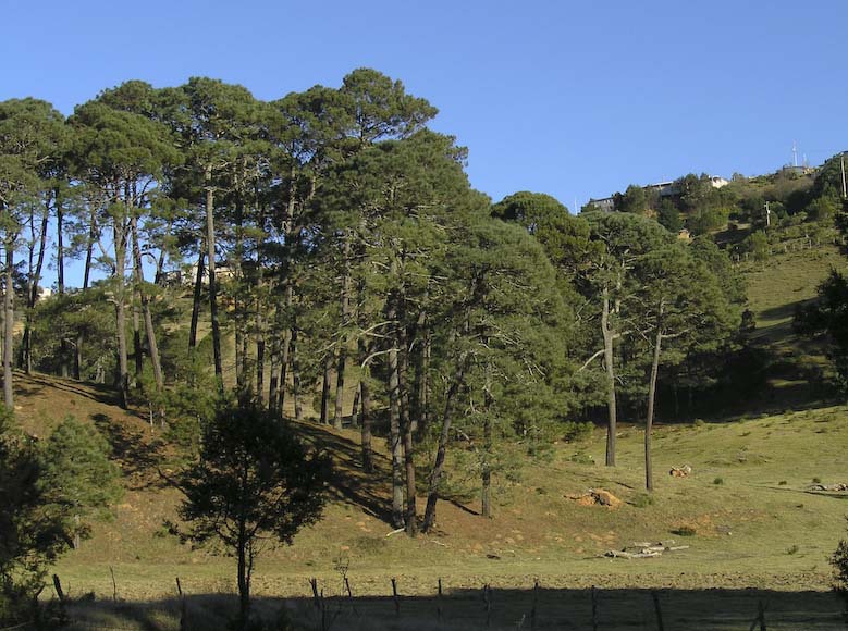 Pinus montezumae