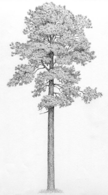 Pinus montezumae