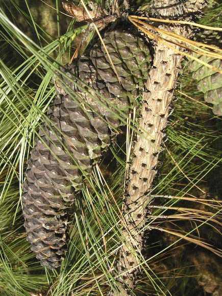 Pinus montezumae