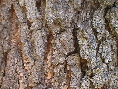 Pinus montezumae