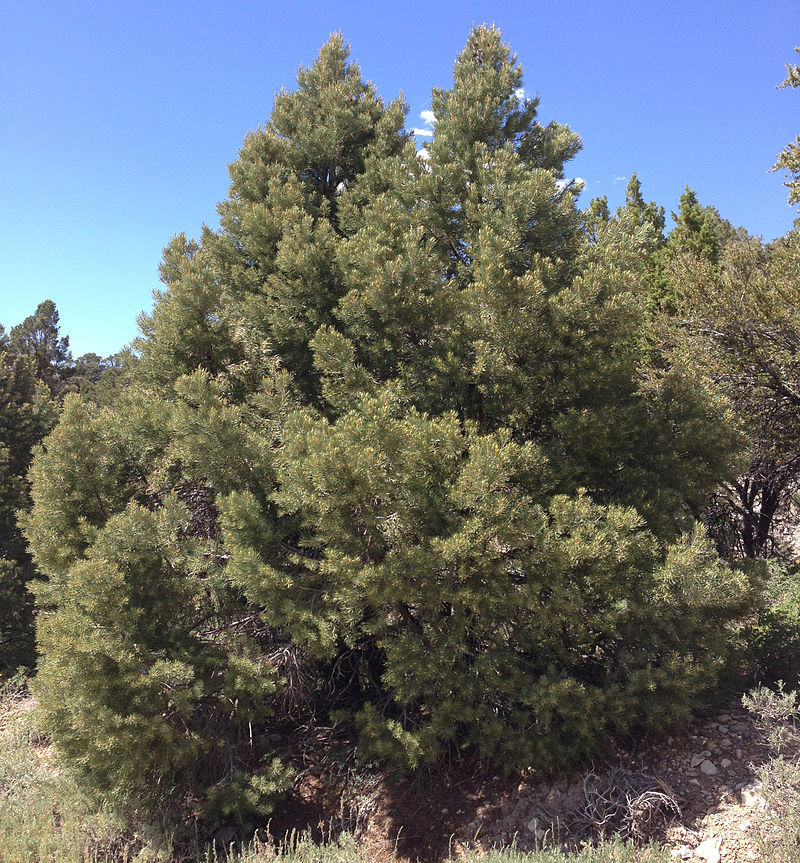 Pinus monophylla