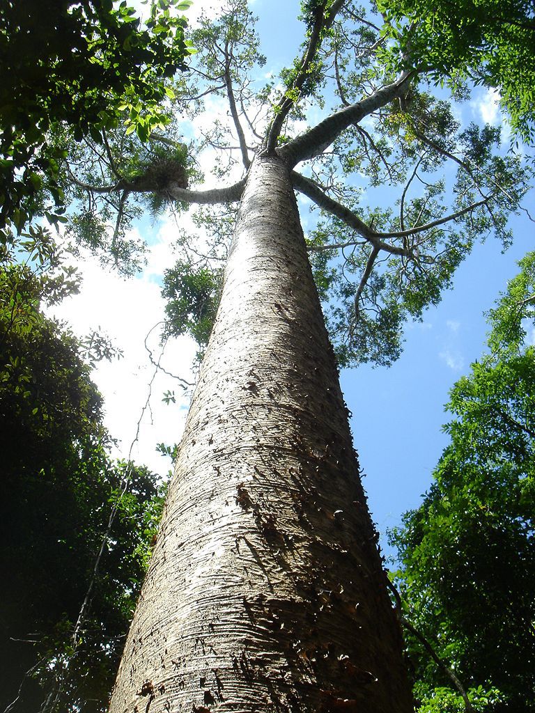 Agathis microstachya