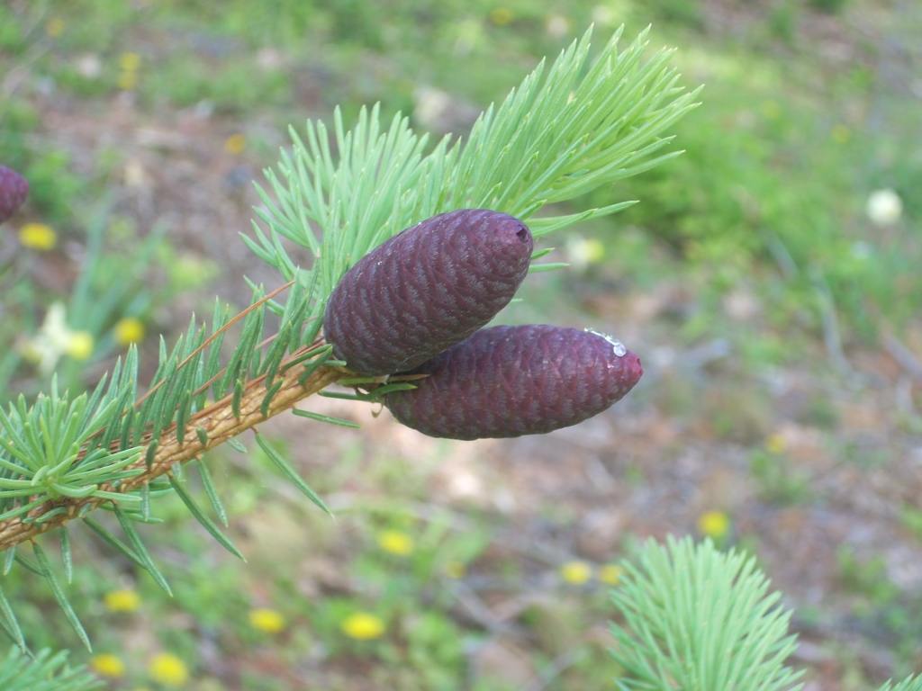 Picea meyeri