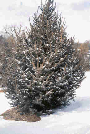 Picea meyeri