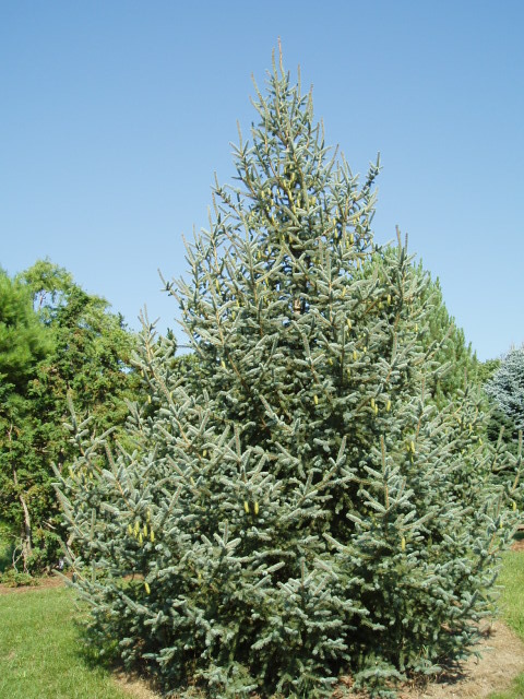 Picea meyeri