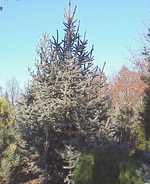Picea meyeri