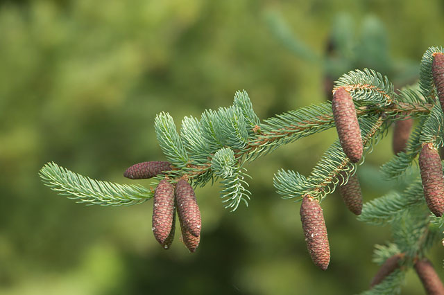 Picea meyeri