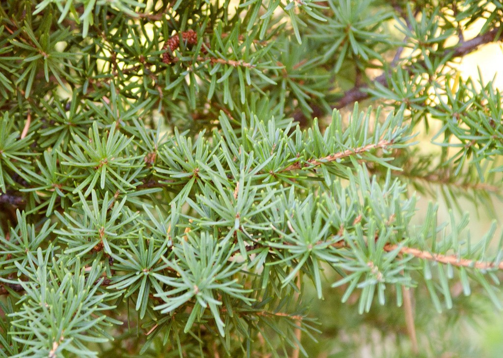 Tsuga mertensiana