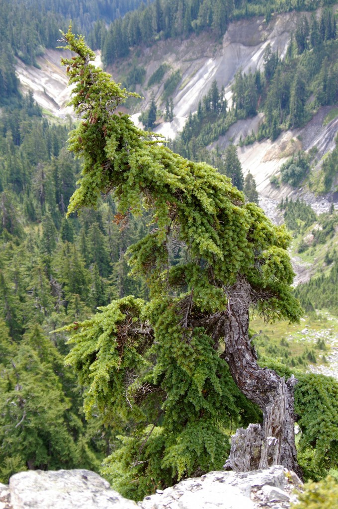 Tsuga mertensiana