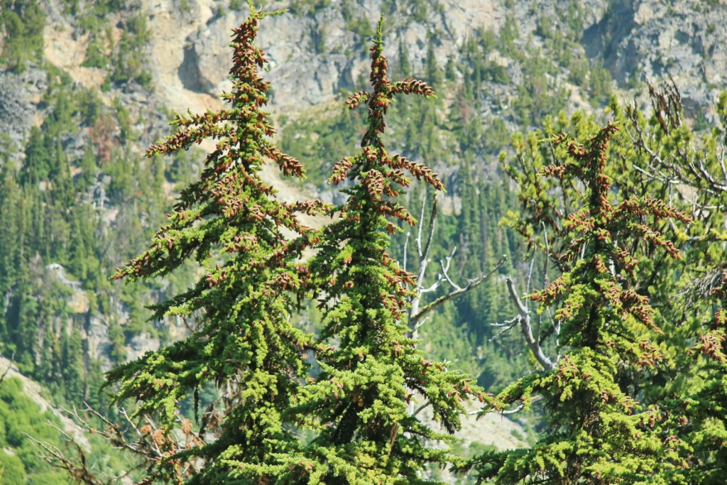 Tsuga mertensiana