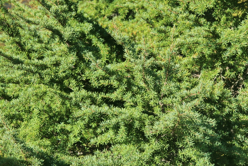Tsuga mertensiana