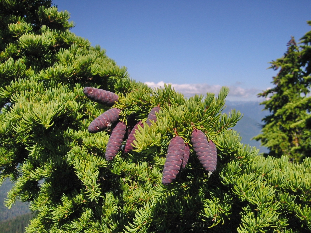 Tsuga mertensiana