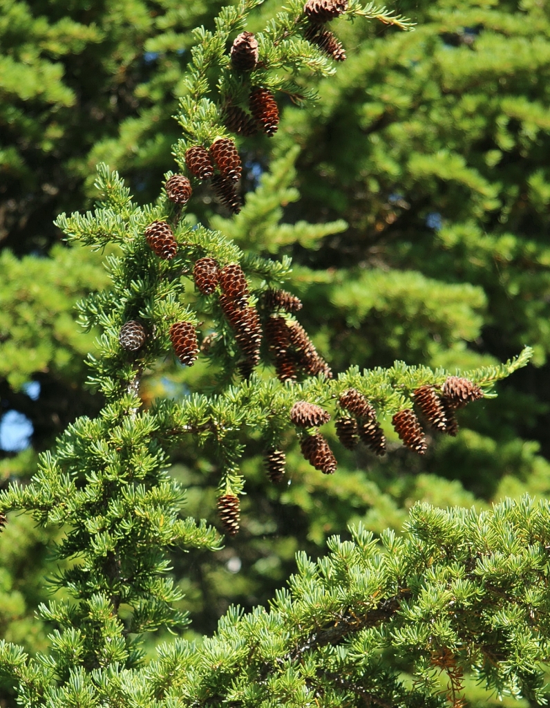 Tsuga mertensiana