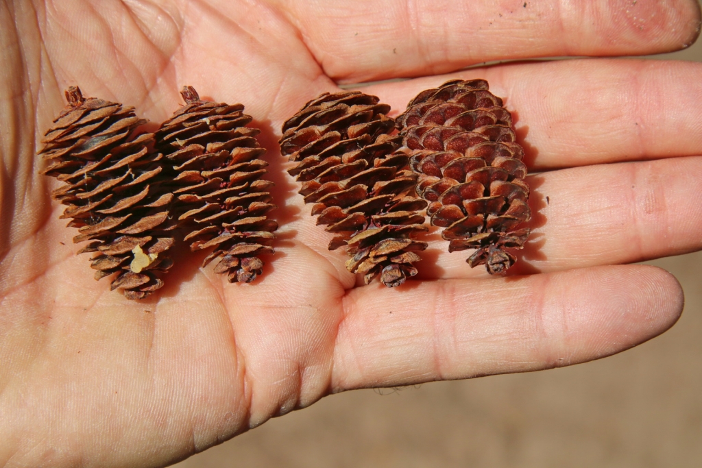 Tsuga mertensiana