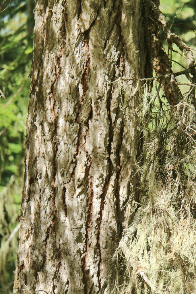 Tsuga mertensiana