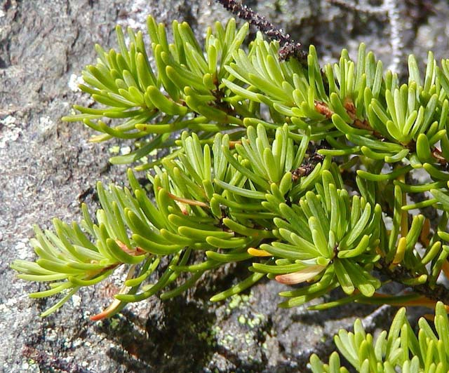 Tsuga mertensiana