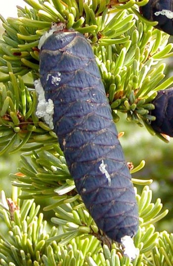Tsuga mertensiana