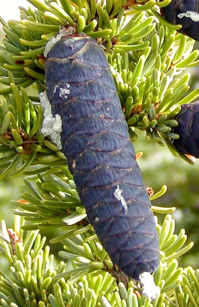 Tsuga mertensiana