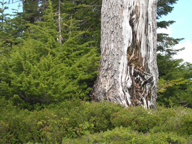 Tsuga mertensiana