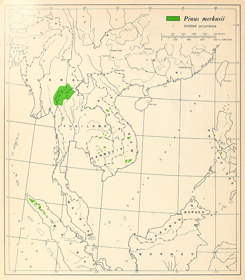 Pinus merkusii