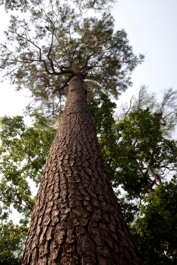 Pinus merkusii