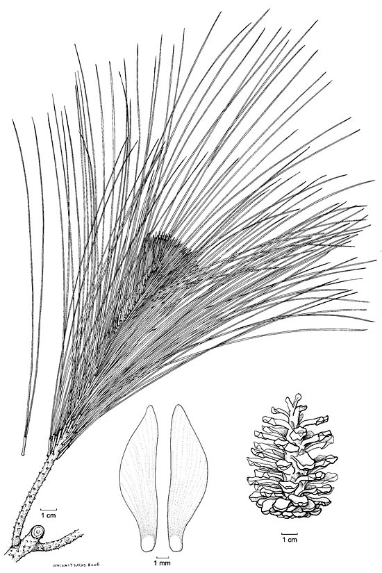 Pinus merkusii