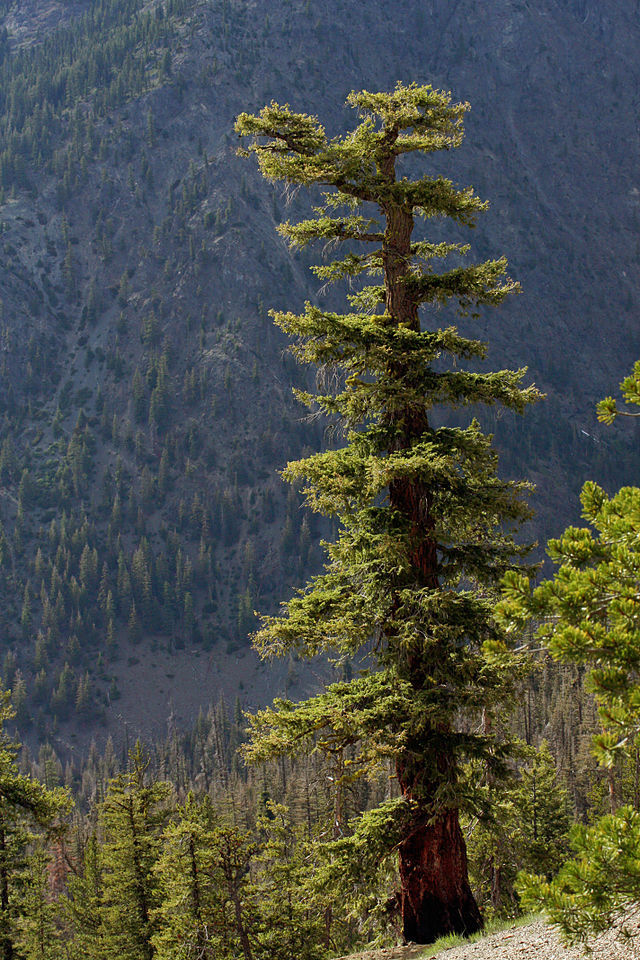 Pseudotsuga menziesii