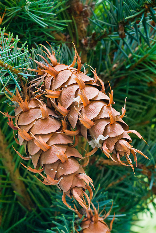 Pseudotsuga menziesii