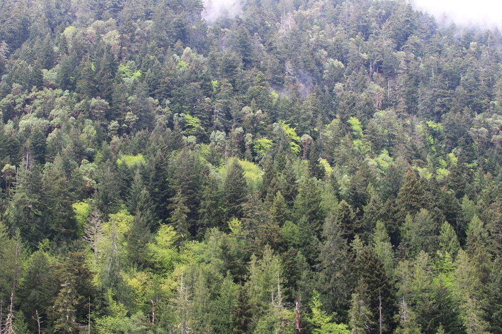 Pseudotsuga menziesii