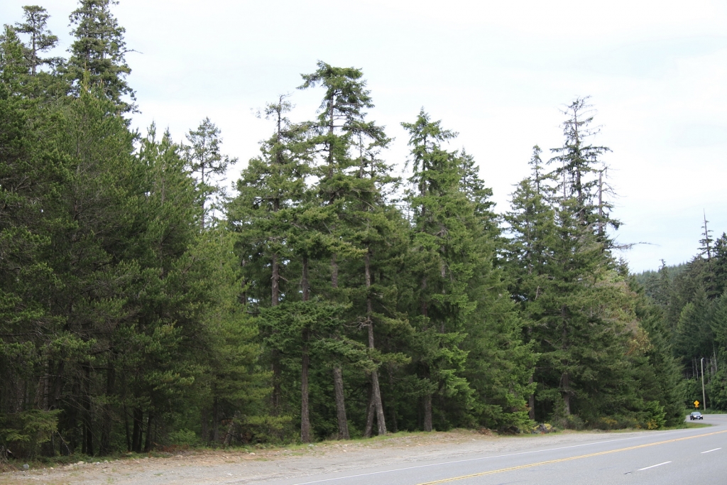 Pseudotsuga menziesii