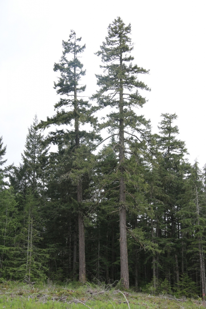Pseudotsuga menziesii