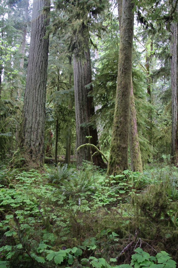 Pseudotsuga menziesii