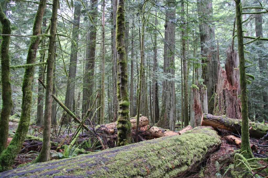 Pseudotsuga menziesii