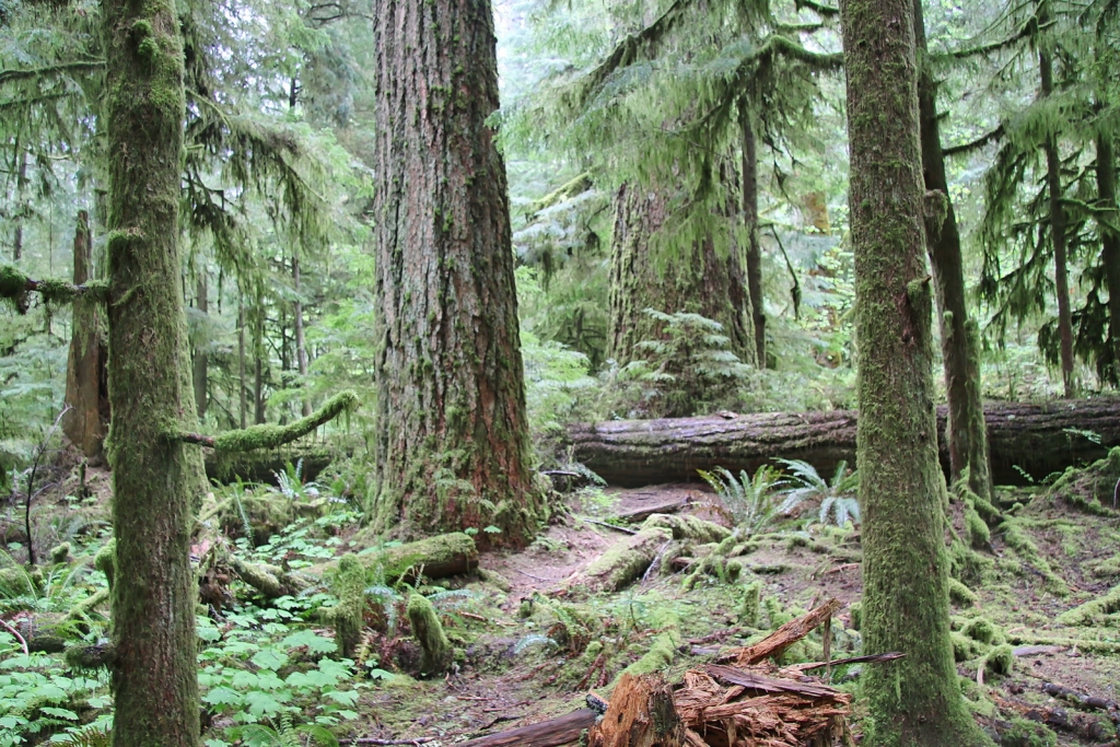 Pseudotsuga menziesii